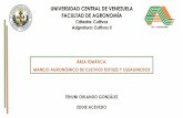 Presentación de PowerPoint · PDF fileuniversidad central de venezuela facultad de agronomÍa cátedra: cultivos asignatura: cultivos ii tehuni orlando gonzÁlez Área temÁtica: