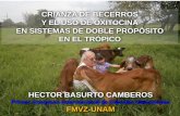 Presentación de PowerPoint - Congresos FMVZ / UNAMcongreso.fmvz.unam.mx/pdf/memorias/Bovinos/HECTOR BASURTO C… · Manejo de las vacas . Las vacas del grupo Amamantamiento Restringido: