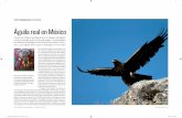 Águila real en México - · PDF fileÁguila real en México nacional devorando una serpiente. Para las culturas indígenas precortesianas era el ave suprema. Su vuelo descendente