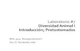 Laboratorio #7 Diversidad Animal I Introducción; · PDF fileFilo Annelida •Son gusanos segmentados alargados divididos en segmentos o metámeros. •Simetría bilateral. •Celomados