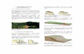 & Porter, 1992) - BVSDE Desarrollo · PDF fileFlujos Flujo de rocas Flujo de detritos Flujo de suelos Complejos Combinación de dos o más tipos . 3.1 CAÍDAS. Todas las caídas se