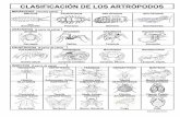 CLASIFICACIÓN DE LOS ARTRÓPODOS - · PDF fileIsidro Burgos Ramos CLASIFICACIÓN DE LOS ARTRÓPODOS MIRIÁPODOS (muchas patas) SÍNFILOS PAURÓPODOS DIPLÓPODOS QUILÓPODOS (2mm)