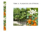 TEMA 8 . PLAGAS DE LOS CÍTRICOS -   · PDF file3 estadíos larvarios, recubiertos de una secreción cérea. COCHINILLA ACANALADA: Icerya purchasi (Mask.)     CULTIVO DE