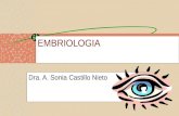 [PPT]EMBRIOLOGIA - Futura Médica -> Gacetafuturamedica.org/Docs/Trabajos/oftalmologia/EMBRIOLOGIA... · Web viewEMBRIOLOGIA Dra. A. Sonia Castillo Nieto EMBRIOLOGIA El ojo deriva