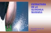 Estructura de la Glándula Mamaria · PDF fileCOMPOSICIÓN DE LA LECHE La función de la leche en la naturaleza es nutrir y facilitar protección inmunológica a los mamíferos jóvenes,