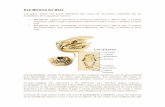 Los Dientes del Gato - Los gatos de Eurídiceeurhydice.kormak.es/anatomia.pdf · serie puede considerarse un verdadero molar. Usados para separar la carne de los huesos, los premolares