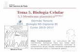 Tema 5. Biología Celular - dpbiologia.weebly.comdpbiologia.weebly.com/uploads/2/1/5/5/21553524/gtp_t5.células__3...área calculada para la superficie celular, por lo que dedujeron