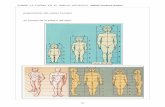 Proporciones del cuerpo humano - Consellería de Cultura ...proporciones+del+cuerpo+humano.pdf · Canon del cuerpo humano y proporciones. - Windows Internet Explorer ... de dibujo