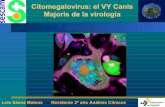 Citomegalovirus: el VY Canis Majoris de la virología · PDF file · 2016-09-02• Índice anticuerpos IgM = o > 1.1 positivo ... • La primoinfección durante el embarazo ocurre