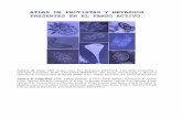 PROTOZOOS EN EL FANGO ACTIVO - bibliotecagbs.combibliotecagbs.com/archivos/5.pdf · atlas de protistas y metazoos presentes en el fango activo. ... nematodos anÉlidos tardÍgrados