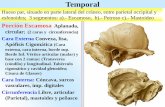 Cráneo en General - ANATOMÍA | Departamento de Medicina€¦ ·  · 2016-01-051.- Zona Anterior (Facial): Oculta (huesos de la cara) 2.- ... Nervio oftálmico, vena oftálmica
