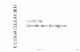 La célula Membranas biológicas - dbbe.fcen.uba.ar€¦ · Especialización Organización Entorno . FCEN BBE UBA 3 . ... La membrana plasmática tiene 10 uM por lo tanto el diámetro
