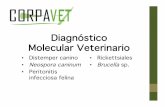 Diagnóstico Molecular Veterinario - Corpavet.com · formularlo un veterinario después de haber evaluado todos los hallazgos clínicos y de laboratorio. Doc. No. : 1103-3/SP Issued