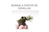 BONSAI A PARTIR DE SEMILLAS - Servicio ASP€¦ ·  · 2008-11-14Mini o mame bonsai. Shohin bonsai. Chuhim. Big bonsai ¿Que tamaño nos interesa cultivando desde semilla? Desarrollando