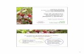 Uso de productos fitosanitarios en parques y jardines · 1 Uso de productos fitosanitarios en parques y jardines. Sevilla 9 de mayo de 2013. Pedro Torrent Chocarro JORNADA TÉCNICA.