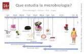 Que estudia la microbiologia? a · Historia de la microbiología como ciencia III-a Desarrollo como ciencia médica: Metchnikoff: Describe a entre fines de siglo XIX y principios