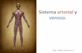 Sistema arterial y venoso. desembocan al nivel de la rodilla en la vena poplítea, esta se continúa con la vena femoral, ... anastomosis que los unen los vasos.