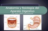 Tema 3: Anatomía y fisiología del Aparato Digestivoanatomia241.weebly.com/uploads/1/0/6/8/10683880/aparato_digestivo.pdfEtapas del proceso digestivo Ingestión: Los alimentos son