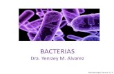 BACTERIAS Dra. Yenizey M. Alvarezsgpwe.izt.uam.mx/files/users/uami/acym/BACTERIAS_completo.pdf · •Pared bacteriana de peptidoglucano •Ausencia de esteroles en la membrana •Ausencia