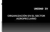 ORGANIZACIÓN EN EL SECTOR AGROPECUARIOecaths1.s3.amazonaws.com/contagropecuaria/1096365164.TEMA...Comprender las formas organizativas que presenta el sector agropecuario, así como