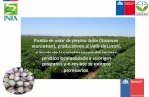 Presentación de PowerPoint - INIA · Puesta en valor de pepino dulce (Solanum ... Sr. Salvador Cortes Financian y ... Rescatar el patrimonio genético y cultural del pepino dulce