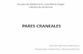 PARES CRANEALES - Anatomía Vargas UCV - HOMEanatomiaucv.weebly.com/.../prepa_pares_craneales.pdf · PARES CRANEALES Jose M. Martínez Manzano Preparador Anatomía y Neuroanatomía