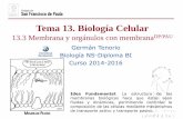 Tema 13. Biología Celulardpbiologia.weebly.com/uploads/2/1/5/5/21553524/gtp_t13...Previamente al modelo de mosaico fluido propuesto por Sanger y Nicolson, se habían propuesto otros