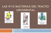 Bacterias del tracto urogenital - academic.uprm.eduacademic.uprm.edu/~lrios/3725/Ejercicio#10_2017.pdf · Riñón, vejiga y uréteres: Infección crónica o aguda Infección crónica-