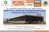 EL CENTRO NACIONAL DE RECURSOS GENÉTICOS: …legacy.iica.int/esp/programas/Innovacion/Documents/CNRG_SIRGEALC... · Ecuador 19,362 India 18,664 ... Forestal, Acuático, Pecuario