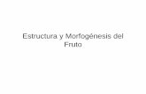 Estructura y Morfogénesis del Fruto - Fisiología Hortícola · Cuajado y llenado de Frutos ZEl cuajado del fruto corresponde al proceso que marca la transición del ovario de la