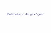 Metabolismo del glucógenoMetabolismo del glucógeno · fuente de fácil disponibilidad de unidades de hexosa para la glucólisis ... muscular con dietas ricas en carbohidratos después