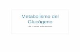 Metabolismo del Glucógeno · Metabolismo del Glucógeno ... glucólisis gluconeogénesis ... Luego de digerir y absorber los carbohidratos, se eleva la glicemia.