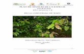 Plan de manejo del bosque Achuar - Fundacion Chankuapchankuap.org/wp-content/uploads/2014/03/4.-Plan-de-Manejo-Guayusa... · 2 I. ANTECEDENTES La Amazonia tiene una gran riqueza natural