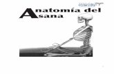 Anatomía del sana - ganeshvaratya.files.wordpress.com · Efecto de la musculatura abdominal en la columna vertebral. 12. ... mismidad en sí misma es una influencia positiva, pero