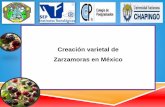 Creación varietal de Zarzamoras en México - Giberries varietal... · Clasificación científica Reino: Plantae División: Magnoliophyta Clase: Magnoliopsida Orden: Rosales Familia: