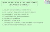 Tema 15: DEL ADN A LAS PROTEÍNAS (EXPRESIÓN … · tema 15: del adn a las proteÍnas (expresiÓn gÉnica) 1.- el adn como material hereditario 2.- estructura del genoma y su expresiÓn