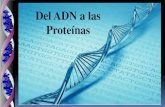 Del ADN a las Proteínas · sintesis no no no polimerizacion 5´- 3 si si si actividad exonucleasa 3´- 5 ...