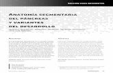 Anatomía segmentaria del páncreas y variantes del desarrollowebcir.org/.../argentina/fed_arg/anatomia_segmentaria_del_pancreas.pdf · del páncreas y una mejor localización de