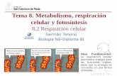 Tema 8. Metabolismo, respiración celular y fotosí n... · PDF fileoxidación completa de grupos acetilo (CH 3 CO) hasta CO 2. Desempeña las siguientes funciones: - Obtención de