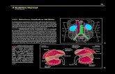 Relaciones Anatómicas del Riñón - amolca.com.co · un proceso inflamatorio en el retroperitoneo. A la derecha, la reflexión del peritoneo entre la superficie inferior del hígado