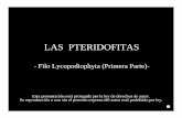 082 Lycopodiophyta Introduccion 2013 - … · Microsoft PowerPoint - 082 Lycopodiophyta Introduccion 2013.ppt Author: carlos.munoz Created Date: 6/25/2013 2:00:31 PM ...