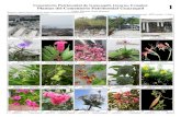 977-01 Plantas del Cementerio Guayaquil - Field Guidesfieldguides.fieldmuseum.org/sites/default/files/rapid... ·  · 2018-01-0967 Arachis pintoi Jatropha podagrica (EUPHOR) Planta