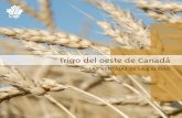 Trigo del oeste de Canadá - cigi.ca · • Poca pérdida de proteína del trigo a la harina, comparable al CWRS ... un sabor más suave en comparación con el pan integral de CWRS