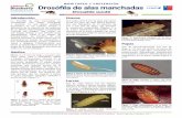 Drosophila suzukii - comitedearandanos.cl · ... Ficha técnica Drosófila de alas ... por lo que es capaz de penetrar en la piel de fruta suave y colocar ... - 2 cucharadas de harina