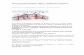 CUESTIONES SELECTIVIDAD: CÉLULA: MEMBRANA …docentes.educacion.navarra.es/metayosa/pdf/Cuestione… ·  · 2010-05-06... Describa el modelo del mosaico fluido de membrana (1) ...