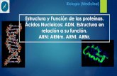 Estructura y Función de las proteínas. Ácidos Nucleicos: …€¦ ·  · 2018-03-22Modo de acción enzimática –Modelo Ajuste Inducido. ... mitocondria y cloroplasto. ... El