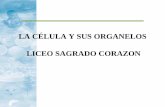 LA CÉLULA Y SUS ORGANELOS CLASE Nº 4 … ·  · 2015-06-16La célula es la unidad estructural y funcional de los seres vivos. ... Modelo básicos de células eucariontes Célula