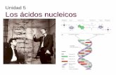 TEMA 5.- Los Ácidos Nucleicosnaturacascales.weebly.com/uploads/2/5/4/9/25496935/t… ·  · 2015-11-11entre el carbono 1´ de la pentosa y el nitrógeno 1 de la base nitrogenada,
