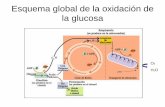 Esquema global de la oxidación de la glucosa - IES Sierra Sur · Esquema global de la oxidación de ... El ácido pirúvico atraviesa las dos membranas de la mitocondria y en la