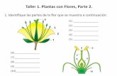 Taller 1. Plantas con Flores, Parte 2. - ucv.veucv.ve/.../Propedeutico/Taller_Tema_3_Plantas_con_Flores_2da_Parte.pdf1. Identifique las partes de la flor que se muestra a continuación: